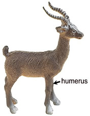 antelope humerus