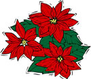 poinsettia1