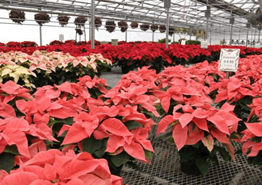 poinsettia3