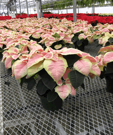 poinsettia4.jpg