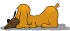 shekter doggie